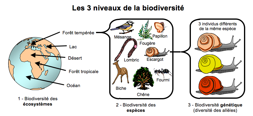 les multiples aspects de la biodiversite